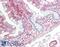 Vascular Endothelial Growth Factor C antibody, LS-B10659, Lifespan Biosciences, Immunohistochemistry frozen image 