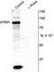 ATR Interacting Protein antibody, PA5-35392, Invitrogen Antibodies, Western Blot image 