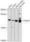 Prostaglandin E synthase 3 antibody, GTX32771, GeneTex, Western Blot image 