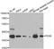 Pyruvate Dehydrogenase E1 Beta Subunit antibody, A6943, ABclonal Technology, Western Blot image 