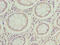 Mitochondrial Ribosomal Protein L14 antibody, CSB-PA014819LA01HU, Cusabio, Immunohistochemistry frozen image 