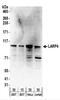 La Ribonucleoprotein Domain Family Member 4 antibody, NBP2-22253, Novus Biologicals, Western Blot image 