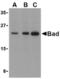 BCL2 Associated Agonist Of Cell Death antibody, TA306174, Origene, Western Blot image 