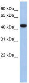 Proline Rich 30 antibody, TA333426, Origene, Western Blot image 