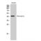 OPN5 antibody, LS-C384842, Lifespan Biosciences, Western Blot image 
