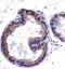 Heat shock protein HSP 90-beta antibody, TA336838, Origene, Immunohistochemistry paraffin image 