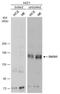 Dual Oxidase 1 antibody, NBP2-16232, Novus Biologicals, Western Blot image 