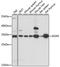 Immunoglobulin Superfamily Member 6 antibody, A15128, ABclonal Technology, Western Blot image 