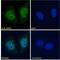 Death Associated Protein 3 antibody, 45-046, ProSci, Immunofluorescence image 