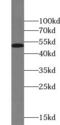 Eukaryotic Translation Elongation Factor 1 Alpha 2 antibody, FNab02642, FineTest, Western Blot image 