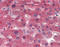 Transthyretin antibody, TA318273, Origene, Immunohistochemistry paraffin image 