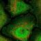 Ring Finger Protein 165 antibody, NBP2-30675, Novus Biologicals, Immunofluorescence image 
