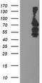Katanin p80 WD40-containing subunit B1 antibody, CF503806, Origene, Western Blot image 