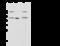 Interferon Related Developmental Regulator 1 antibody, 108066-T34, Sino Biological, Western Blot image 