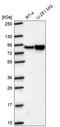 Myristoylated Alanine Rich Protein Kinase C Substrate antibody, HPA069443, Atlas Antibodies, Western Blot image 