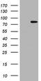 DNA Polymerase Iota antibody, TA801480BM, Origene, Western Blot image 