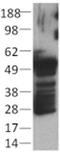 Keratin 1 antibody, 14-9000-80, Invitrogen Antibodies, Western Blot image 