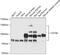 Hyaluronan Mediated Motility Receptor antibody, 14-913, ProSci, Western Blot image 