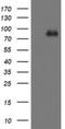F-Box Protein 42 antibody, NBP2-45621, Novus Biologicals, Western Blot image 
