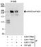 Eukaryotic translation initiation factor 4 gamma 3 antibody, A301-769A, Bethyl Labs, Immunoprecipitation image 