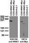Hsn2 antibody, 73-378, Antibodies Incorporated, Western Blot image 