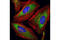 Eukaryotic Translation Initiation Factor 4 Gamma 2 antibody, 5169P, Cell Signaling Technology, Immunofluorescence image 
