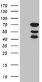 RNA polymerase II elongation factor ELL antibody, LS-C792594, Lifespan Biosciences, Western Blot image 