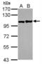 EPH Receptor A1 antibody, NBP2-16345, Novus Biologicals, Western Blot image 