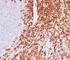 Sialophorin antibody, V2258IHC-7ML, NSJ Bioreagents, Immunohistochemistry frozen image 