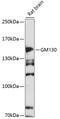 Golgin A2 antibody, 16-510, ProSci, Western Blot image 