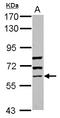 Guanylate Binding Protein 5 antibody, LS-B10436, Lifespan Biosciences, Western Blot image 