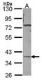 Carbonic anhydrase-related protein 11 antibody, orb74097, Biorbyt, Western Blot image 