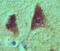 Nanos C2HC-Type Zinc Finger 1 antibody, NBP2-27084, Novus Biologicals, Immunohistochemistry frozen image 