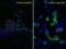 Fatty Acid Binding Protein 12 antibody, orb374293, Biorbyt, Immunofluorescence image 