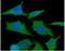 HSP90AA1 antibody, NBP1-04301, Novus Biologicals, Immunofluorescence image 