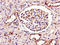 Uncharacterized protein C9orf119 homolog antibody, orb46355, Biorbyt, Immunohistochemistry paraffin image 