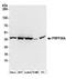 Pre-MRNA Processing Factor 38A antibody, A304-635A, Bethyl Labs, Western Blot image 