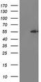 Integrin-alpha FG-GAP repeat-containing protein 2 antibody, LS-C173034, Lifespan Biosciences, Western Blot image 