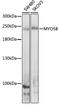 Myosin VB antibody, GTX64751, GeneTex, Western Blot image 