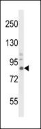 Neurotrophic Receptor Tyrosine Kinase 1 antibody, LS-C160219, Lifespan Biosciences, Western Blot image 