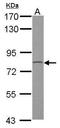 Probable G-protein coupled receptor 128 antibody, PA5-28993, Invitrogen Antibodies, Western Blot image 