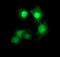 Cell division cycle protein 123 homolog antibody, MA5-26184, Invitrogen Antibodies, Immunocytochemistry image 