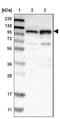 RNA Binding Motif Protein 28 antibody, NBP1-84632, Novus Biologicals, Western Blot image 