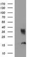 CD326 / EpCAM antibody, TA506639S, Origene, Western Blot image 