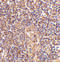 Serine-protein kinase ATM antibody, 3945, ProSci Inc, Immunohistochemistry frozen image 