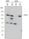 Sal-like protein 4 antibody, MAB6374, R&D Systems, Western Blot image 