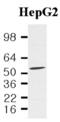 Dug antibody, GTX50048, GeneTex, Western Blot image 
