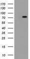 Probable ATP-dependent RNA helicase DDX59 antibody, TA800428BM, Origene, Western Blot image 