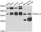 DNA repair protein RAD51 homolog 4 antibody, abx007016, Abbexa, Western Blot image 