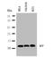 Macrophage Migration Inhibitory Factor antibody, PA1052, Boster Biological Technology, Western Blot image 